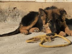 german shaped male puppy