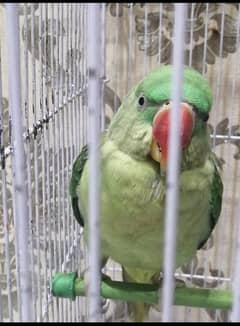 parrot for sale