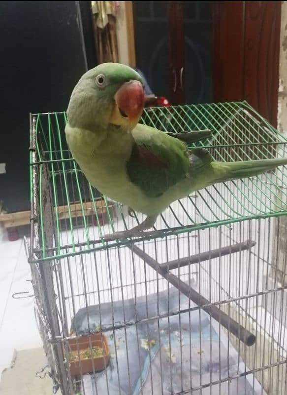 parrot for sale 1