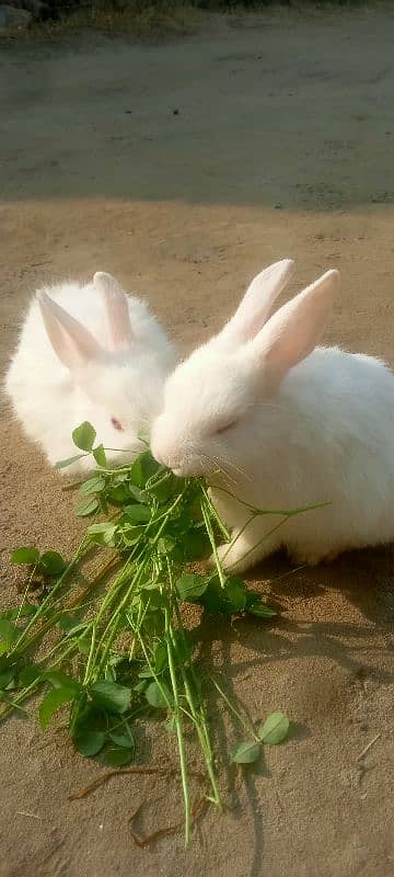 Male and female 1