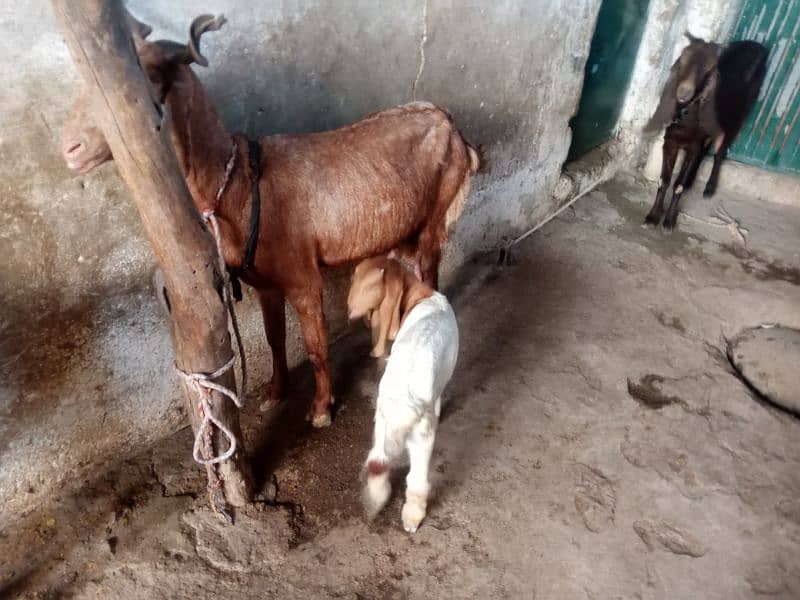 bakri aur female baccha bakri dudh wali hai for sale 0