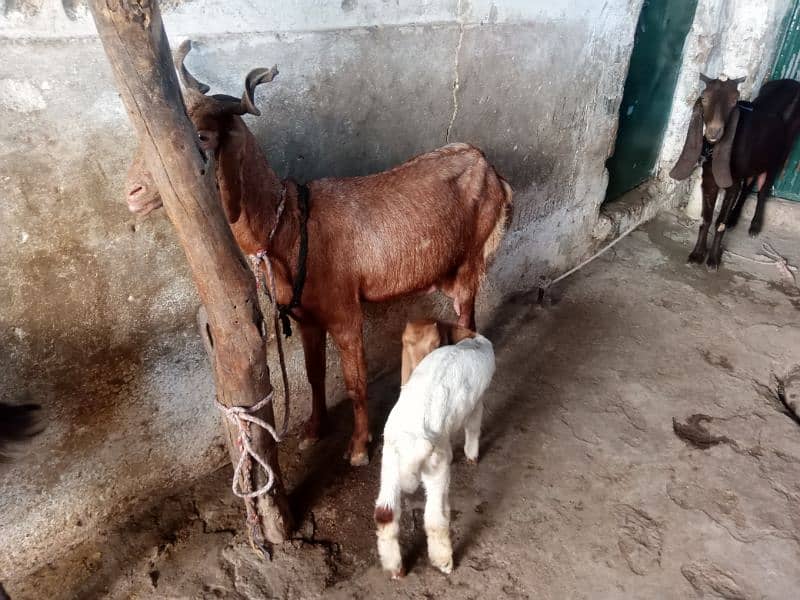 bakri aur female baccha bakri dudh wali hai for sale 1