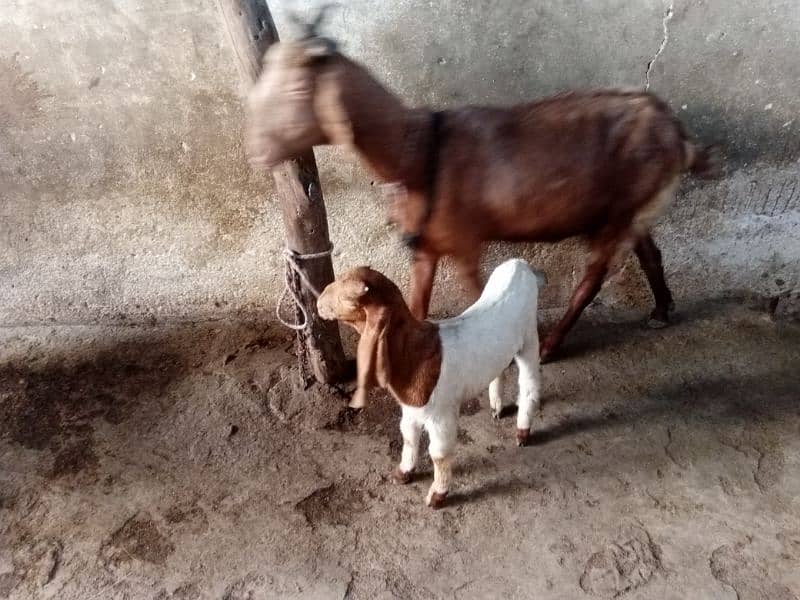 bakri aur female baccha bakri dudh wali hai for sale 2