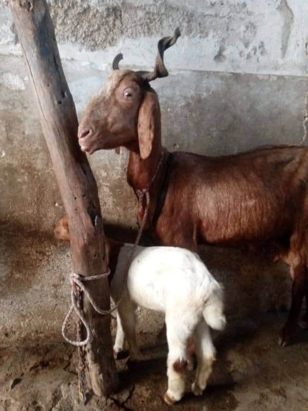 bakri aur female baccha bakri dudh wali hai for sale 3