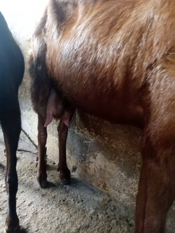 bakri aur female baccha bakri dudh wali hai for sale 4