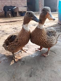 2 female ducks for urgent sale