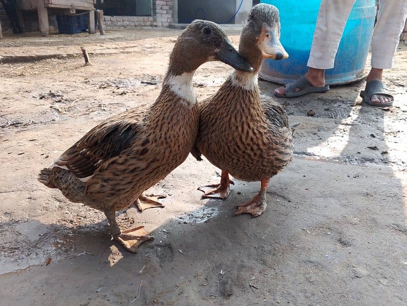 2 female ducks for urgent sale 1