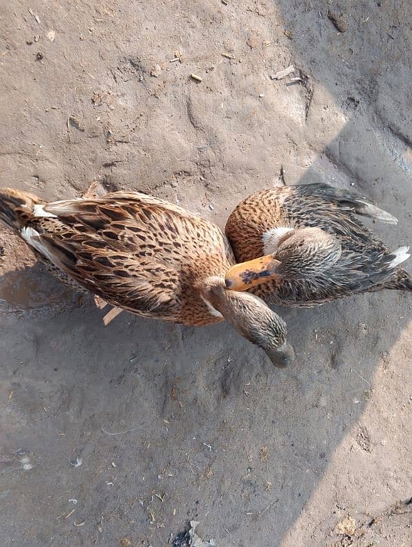 2 female ducks for urgent sale 2