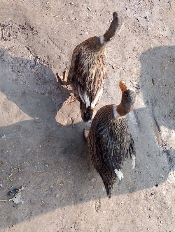 2 female ducks for urgent sale 3