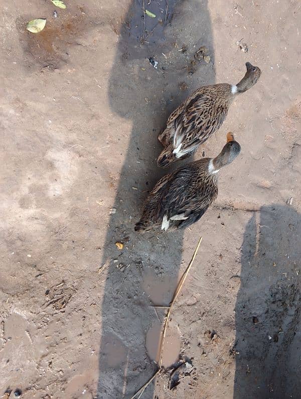 2 female ducks for urgent sale 4