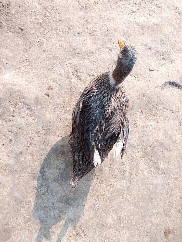 2 female ducks for urgent sale 5