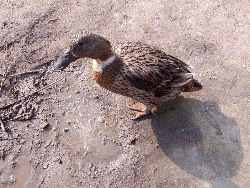 2 female ducks for urgent sale 6