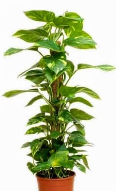 money plant treasure of oxygen and Enhance the beauty of the house