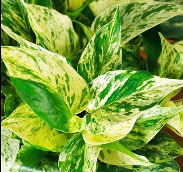 money plant treasure of oxygen and Enhance the beauty of the house 3