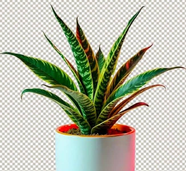 money plant treasure of oxygen and Enhance the beauty of the house 5