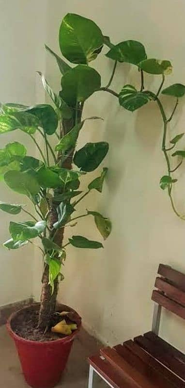 money plant treasure of oxygen and Enhance the beauty of the house 6