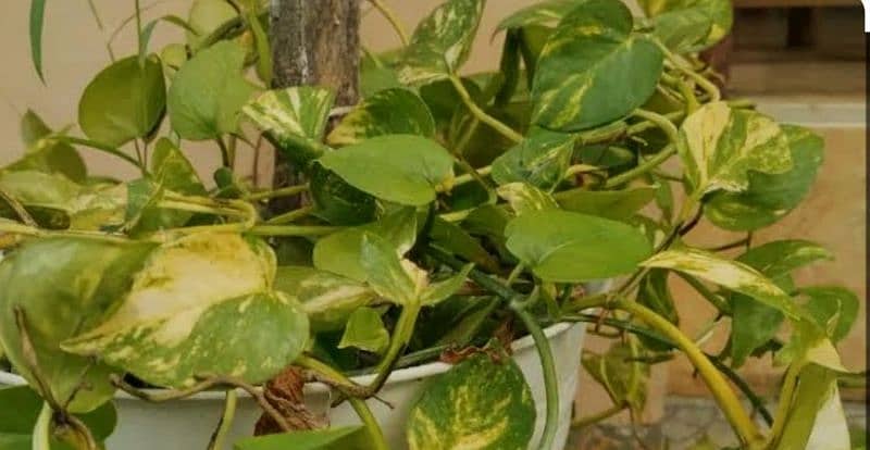 money plant treasure of oxygen and Enhance the beauty of the house 8