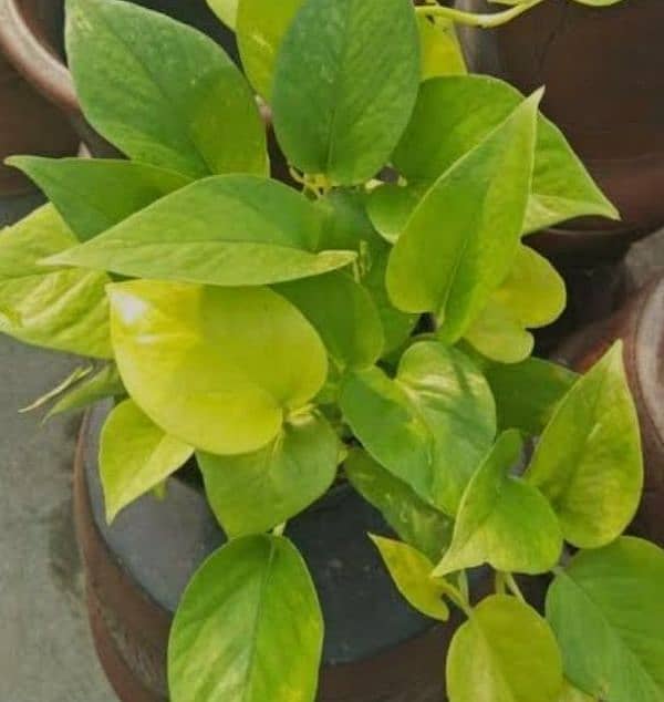 money plant treasure of oxygen and Enhance the beauty of the house 9