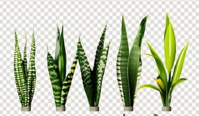 money plant treasure of oxygen and Enhance the beauty of the house 10