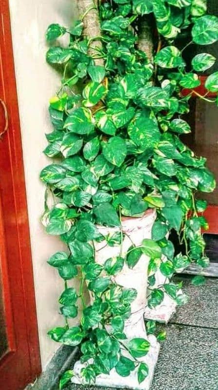 money plant treasure of oxygen and Enhance the beauty of the house 12