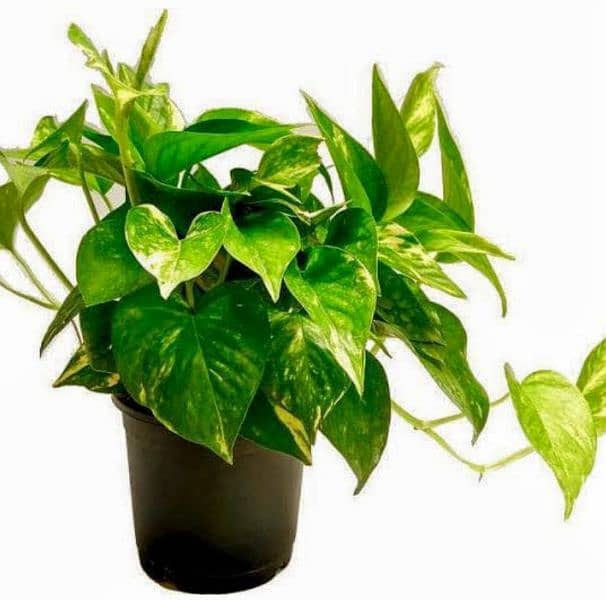 money plant treasure of oxygen and Enhance the beauty of the house 13