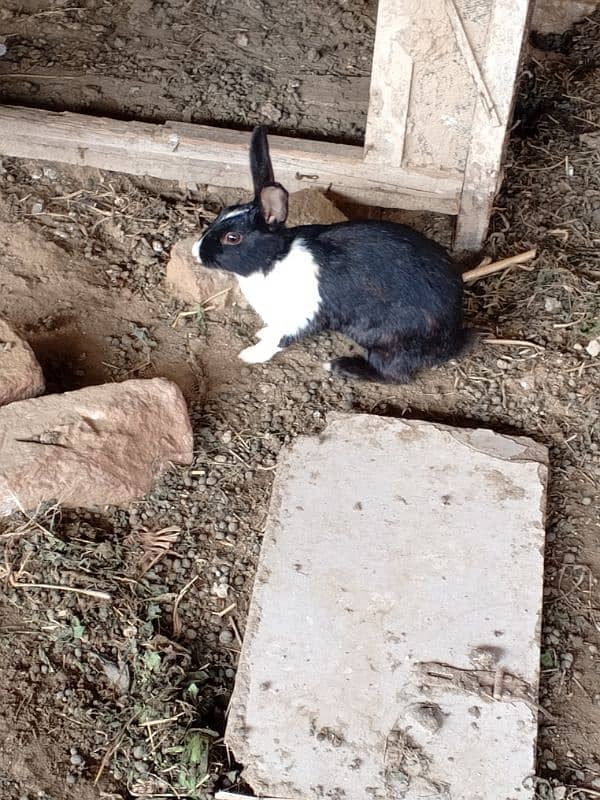 beautiful rabbit for sale 1