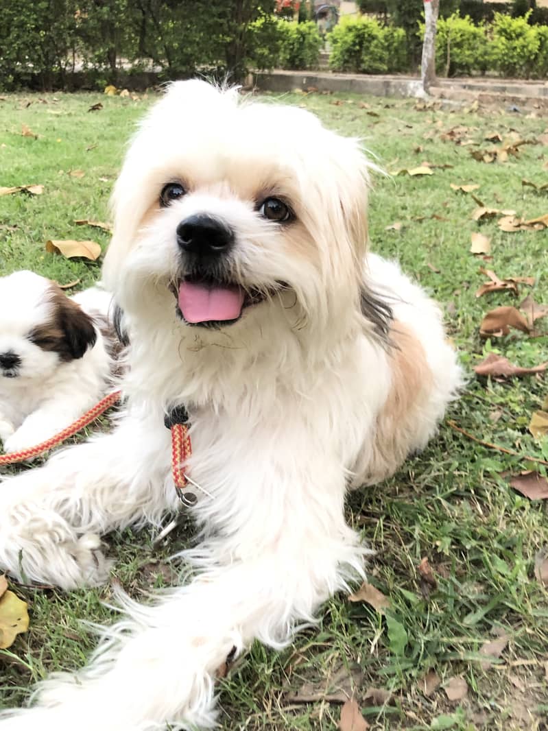 4 year Female Shih tzu 0