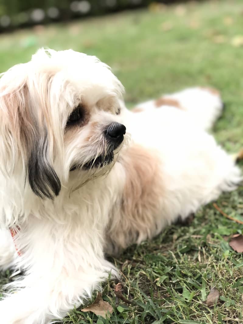 4 year Female Shih tzu 1