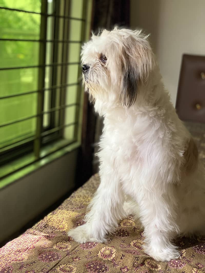 4 year Female Shih tzu 2