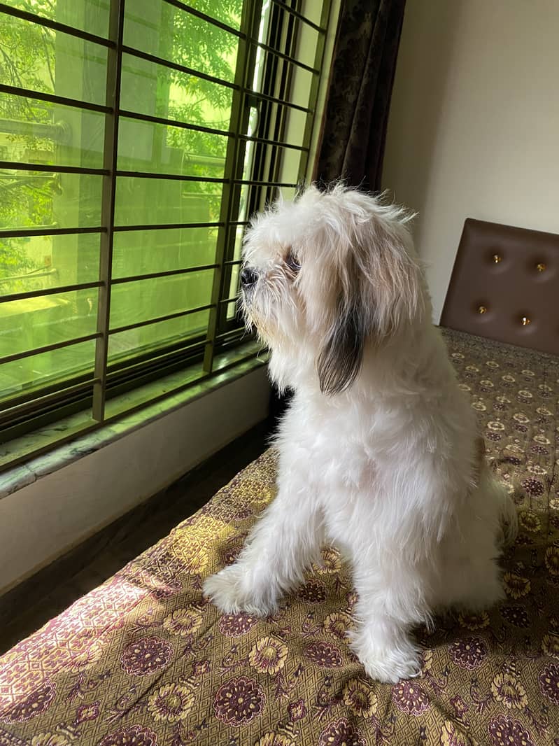 4 year Female Shih tzu 3