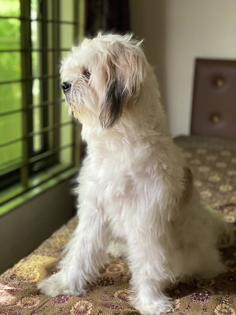 4 year Female Shih tzu 4