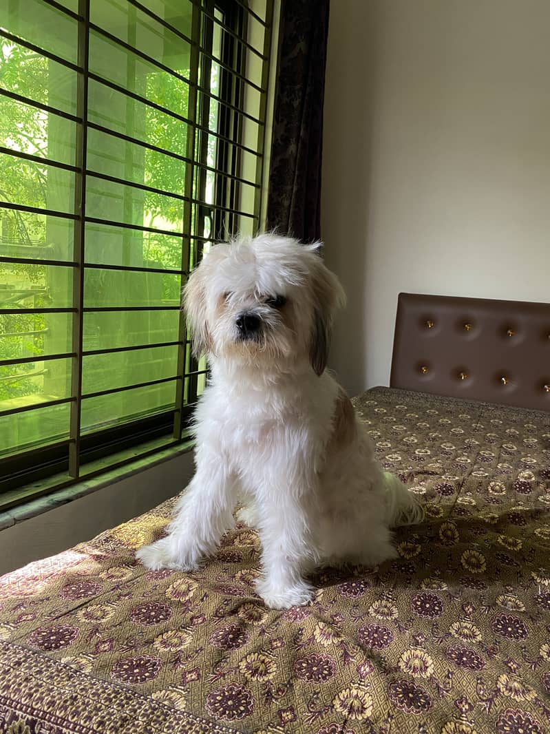 4 year Female Shih tzu 5