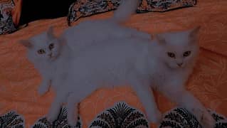 2 Persian Cats For Sale Male And Female Non Fascinated