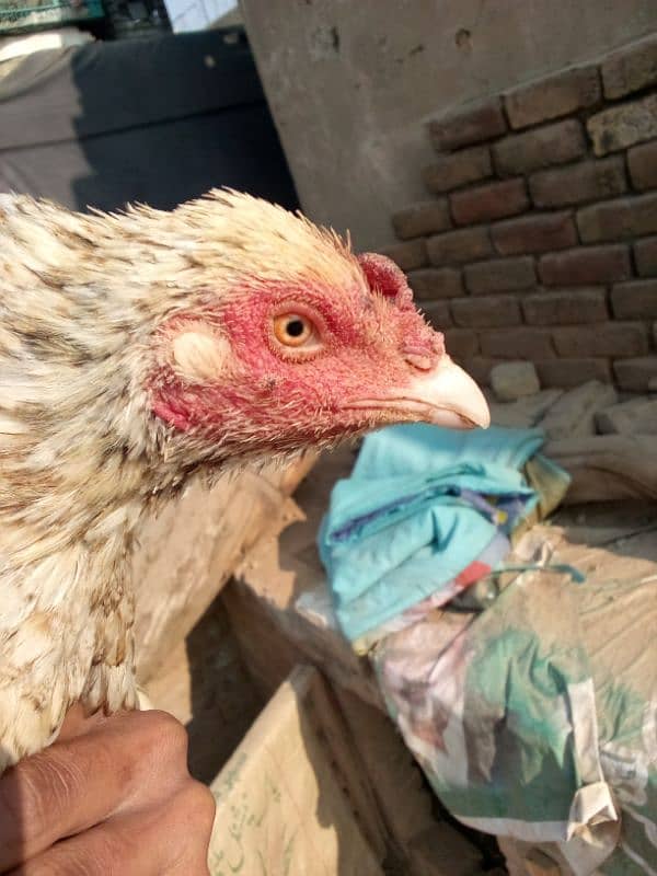 aseel kruk murgi for sale breeder Madi location jhanda chi chi rwp 2