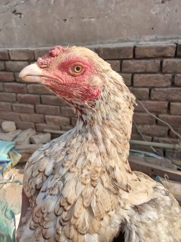 aseel kruk murgi for sale breeder Madi location jhanda chi chi rwp 4