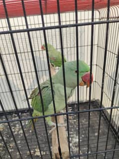 Raw parrots breeder pair forsale