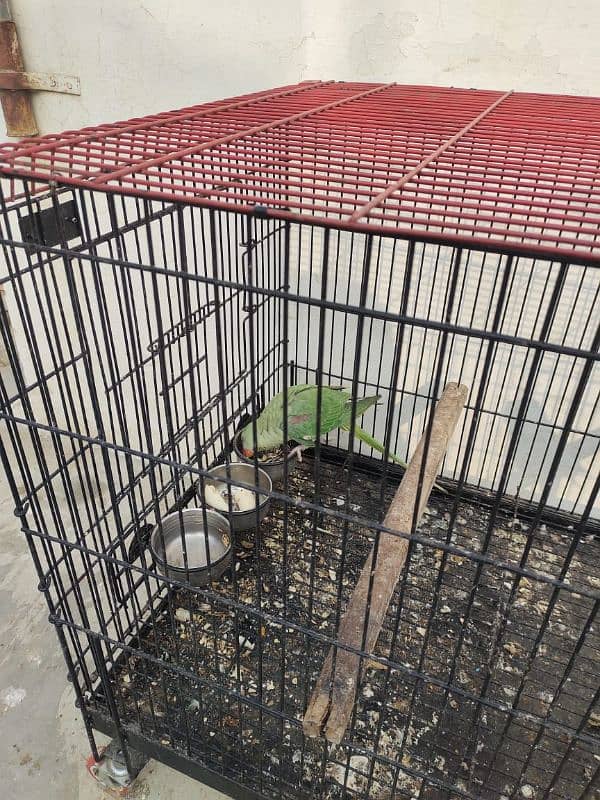 Raw parrots breeder pair forsale 1