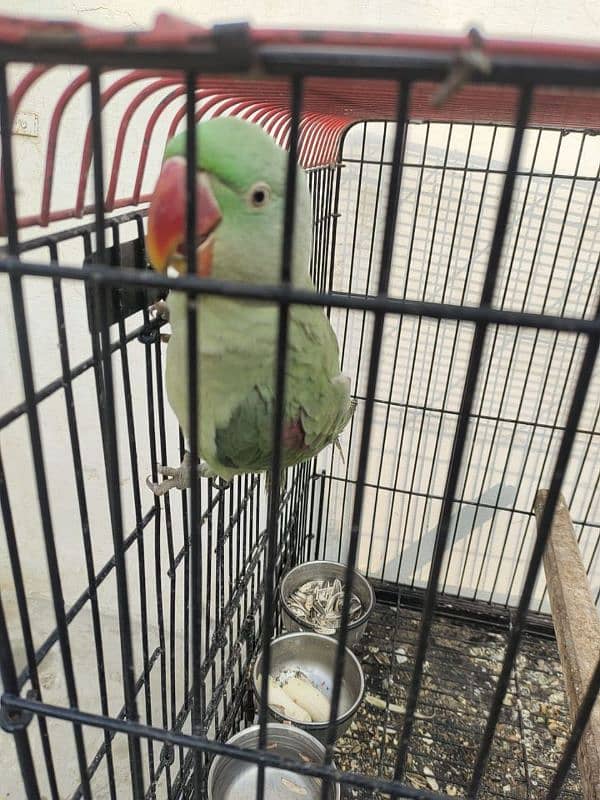 Raw parrots breeder pair forsale 2