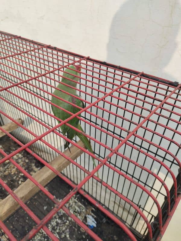 Raw parrots breeder pair forsale 3