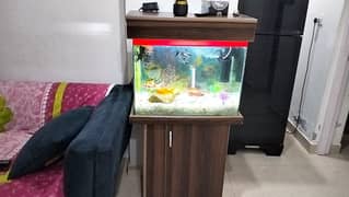 Urgent sale Fish tank with fishes