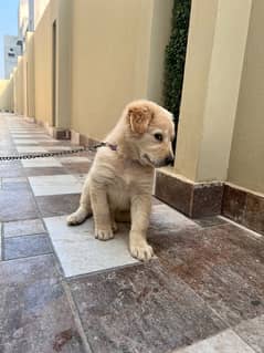 Golden Retriever Dog