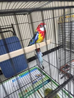 Male Rosella 6 year old.