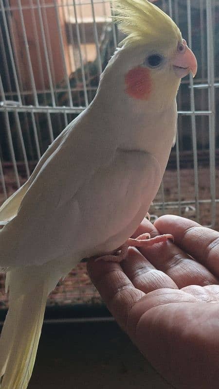 Hand tamed female cocktale 03313600538 7