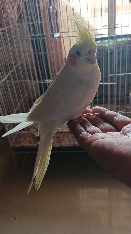 Hand tamed female cocktale 03313600538 9