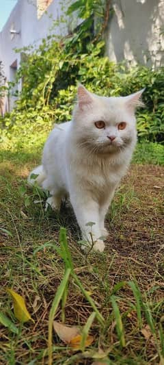 Persian male cat | White Cat | Long Hair