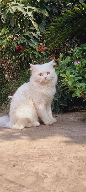 Persian male cat | White Cat | Long Hair 2