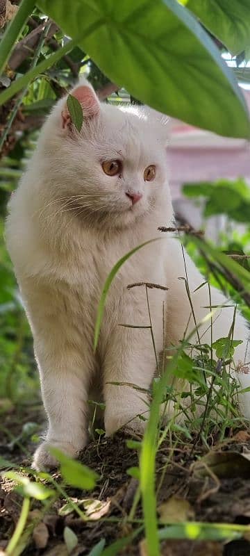 Persian male cat | White Cat | Long Hair 3