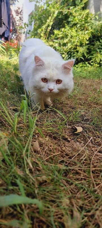 Persian male cat | White Cat | Long Hair 4