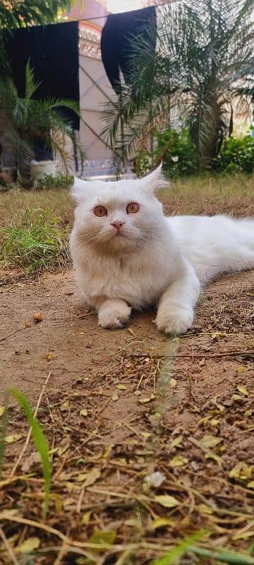 Persian male cat | White Cat | Long Hair 5