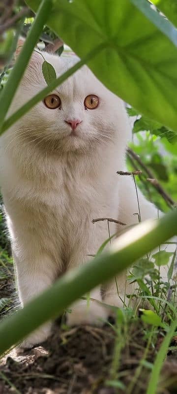 Persian male cat | White Cat | Long Hair 6